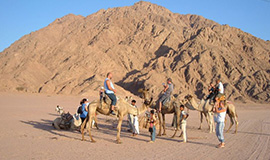 Camel Ride And Bedouin Tea in Sharm 